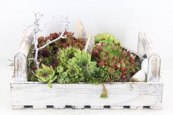 <h4>arr4 Semp MB - Hout tray L los</h4>