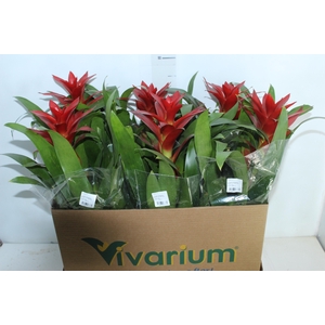 GUZMANIA VERMELHA P14