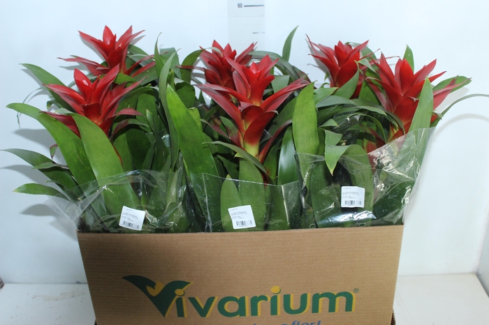<h4>GUZMANIA VERMELHA P14</h4>