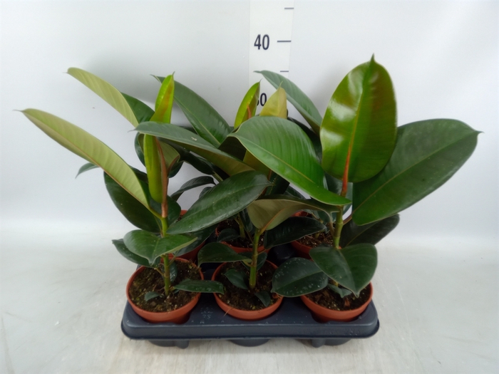 <h4>Ficus elastica 'Robusta'</h4>