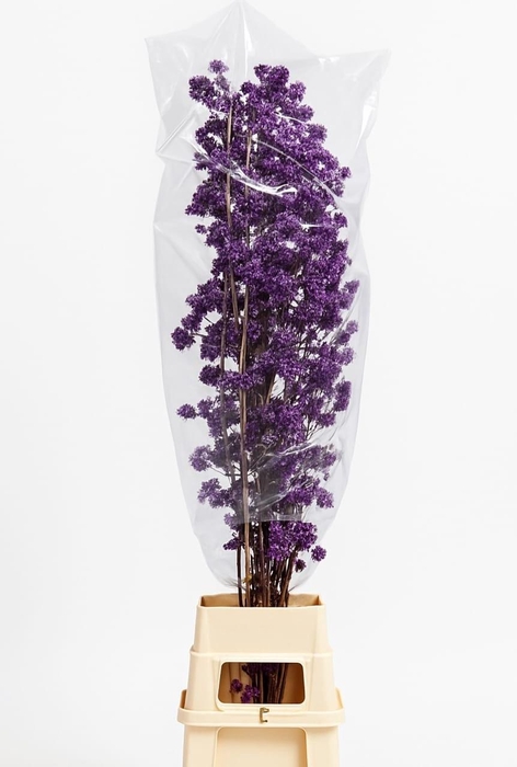 <h4>CALLI BO MAG AMETHEA</h4>