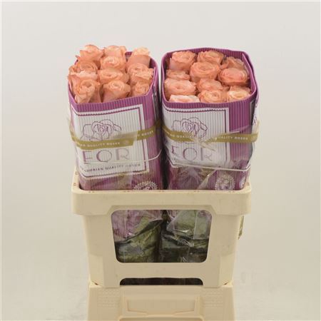 <h4>Rosa grootbloemig Kahala-Bb</h4>