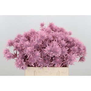 Eryn Supernova Kl Bh Licht Roze