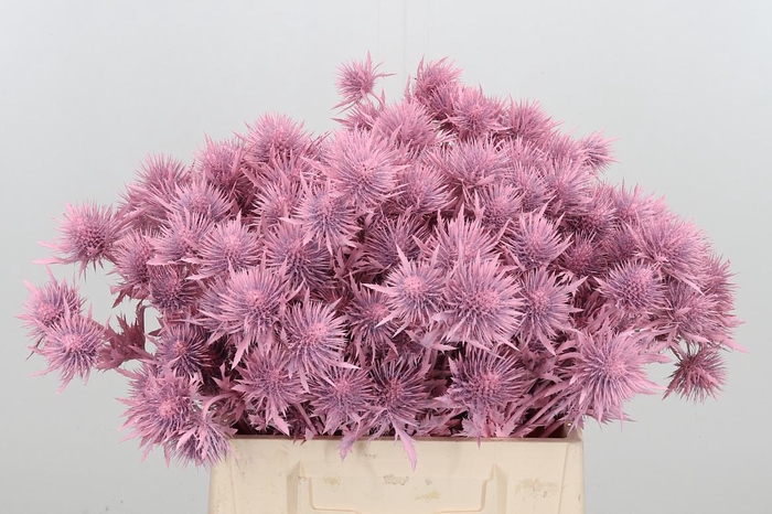 <h4>Eryn Supernova Kl Bh Licht Roze</h4>