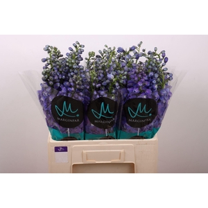DELPHINIUM DU 'GUARDIAN BLUE'