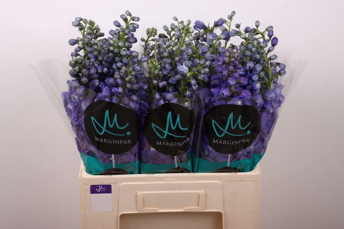 <h4>DELPHINIUM DU 'GUARDIAN BLUE'</h4>