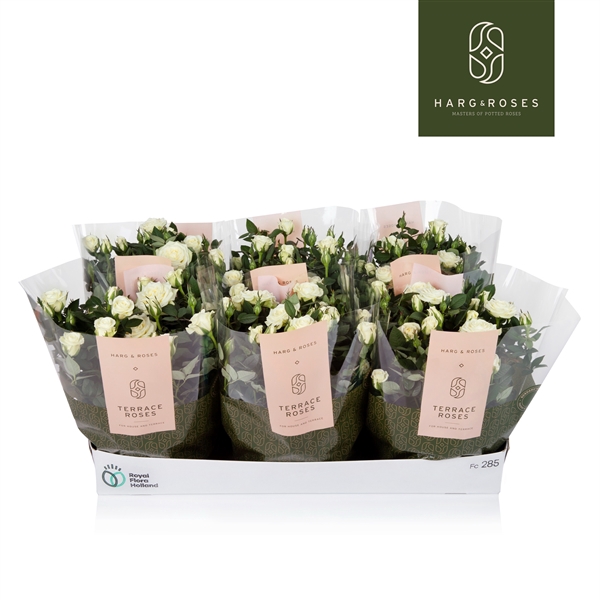 <h4>Rosa Kordana Schaal Wit</h4>