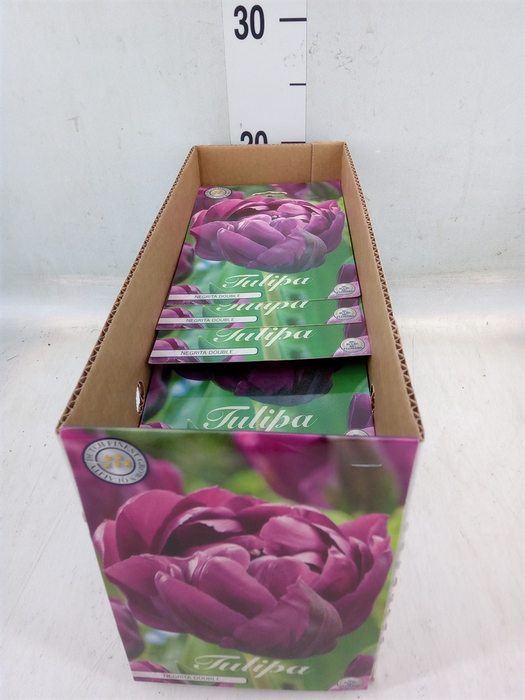 <h4>Tulipa   ...flowerbulbs</h4>