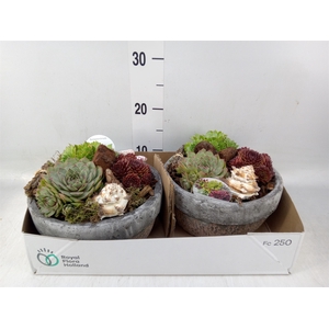 Arr.  Sempervivum L%