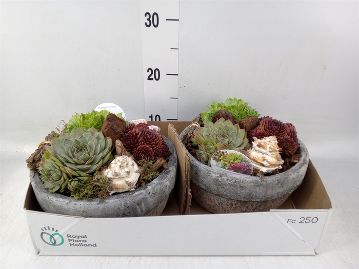 <h4>Arr.  Sempervivum L%</h4>