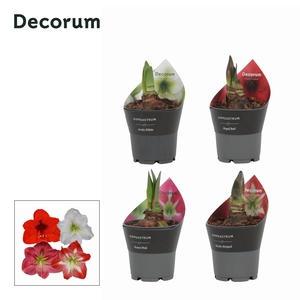 Amaryllis Mix 2 Knop Extra OP in potkraag ( Decorum)