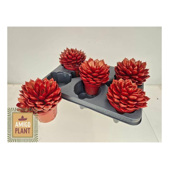 <h4>ECHEV SUMMER</h4>