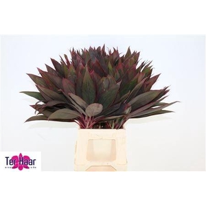 DECOGROEN GROOT BLAD