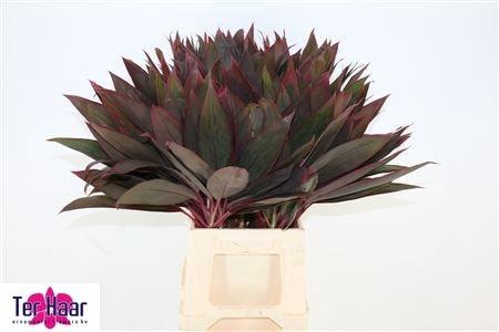 <h4>DECOGROEN GROOT BLAD</h4>