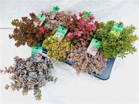 <h4>Sedum Gem</h4>