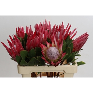 Protea Cynaroides Madiba