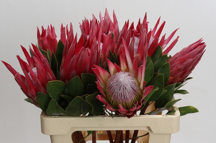 Protea Cynaroides Madiba