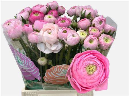 <h4>Ran Am Marshmallow</h4>