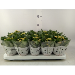 Kalanchoe  'RoseFlow Agnes'