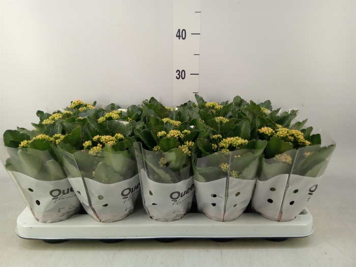 <h4>Kalanchoe  'RoseFlow Agnes'</h4>