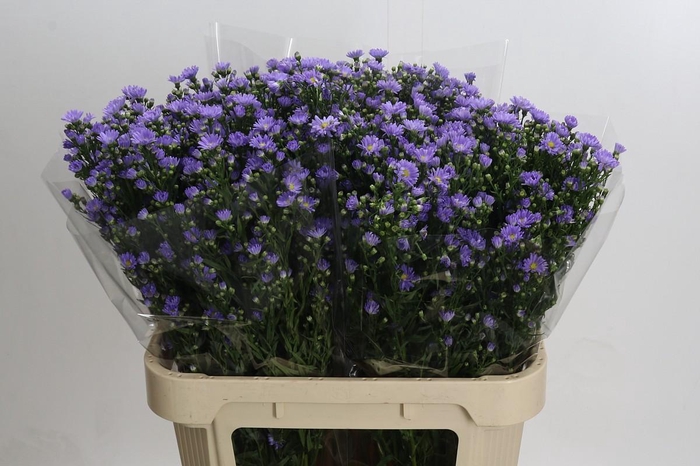 <h4>Aster Cassandra</h4>