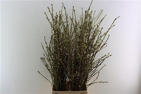 <h4>PERZIKBLOESEM WHITE P BUNCH</h4>