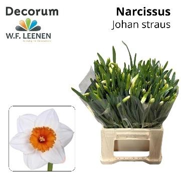 <h4>Narc G Johan Strauss</h4>