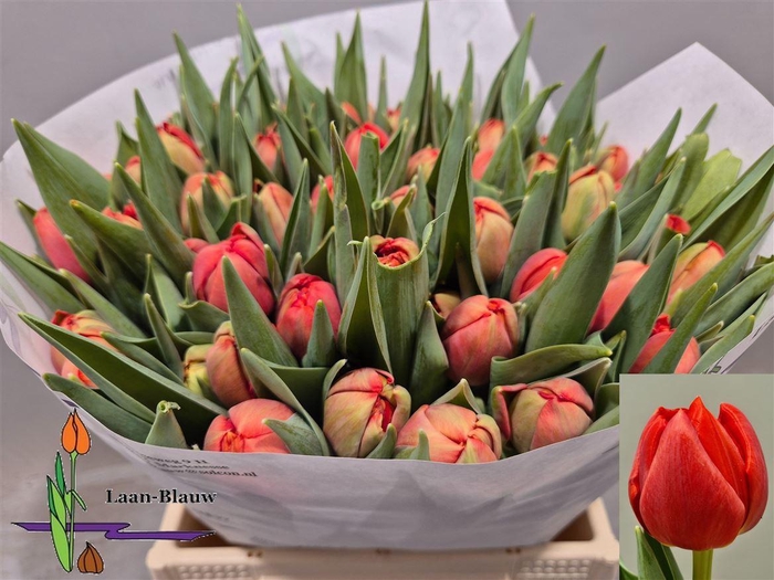 <h4>Tu Du Old Faithful</h4>