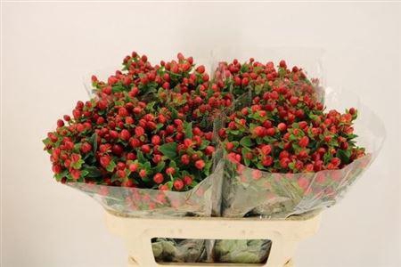 <h4>Hyp Mag Triumph</h4>