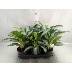 Aglaonema  'Silver Blue'