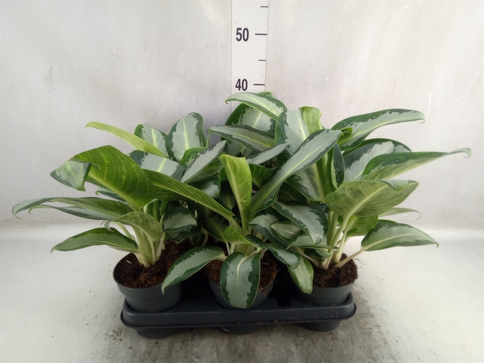 Aglaonema  'Silver Blue'