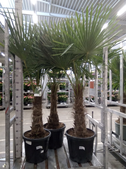 <h4>Trachycarpus fortunei</h4>