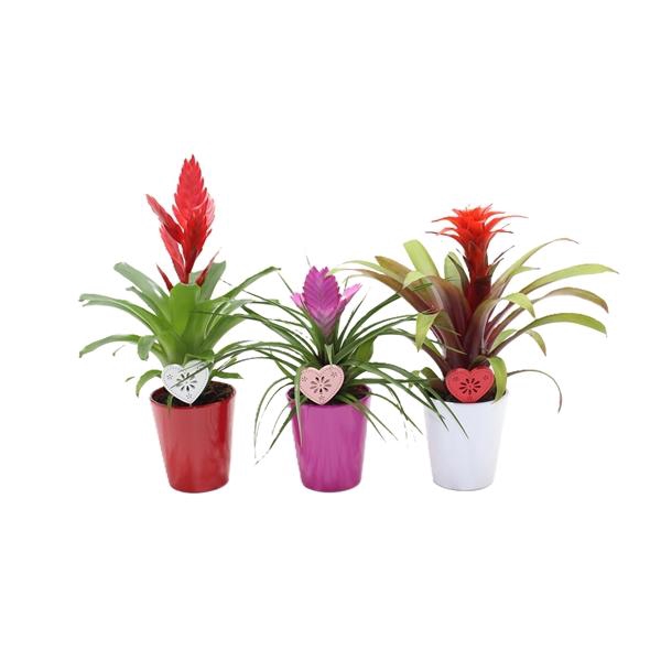 <h4>Bromelia variés</h4>