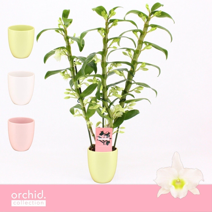 <h4>Dendrobium Nobilé, Apollon 3-spike in Lotte Mix' Orchid Collection'</h4>