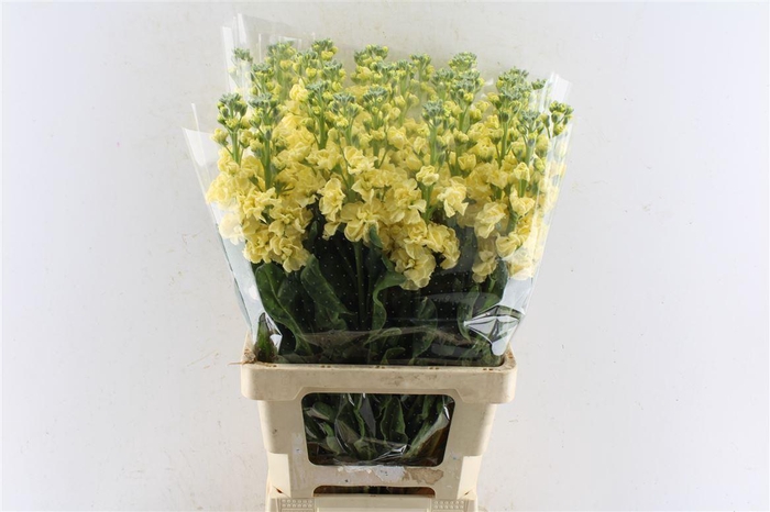 <h4>Matth Iron Yellow</h4>