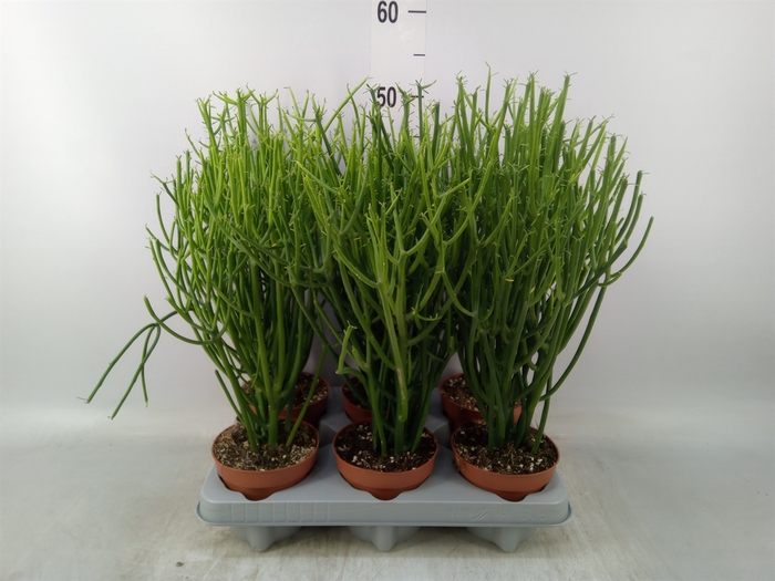 <h4>Euphorbia tirucalli</h4>