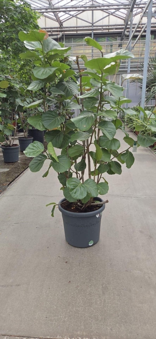<h4>Overig planten</h4>