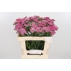 Achillea Bianca Classic