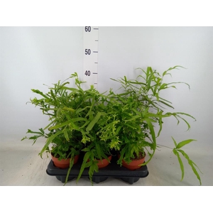 Pteris cretica 'Roeweri'