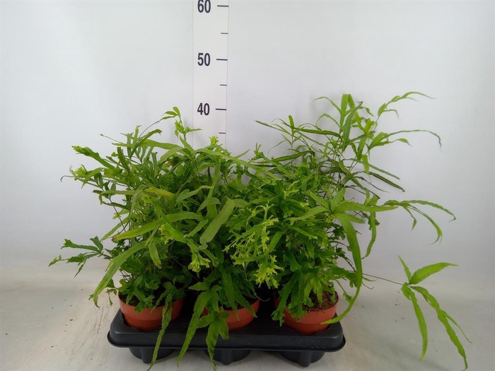 <h4>Pteris cretica 'Roeweri'</h4>