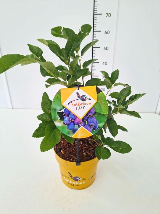 <h4>Amelanchier alnifolia</h4>