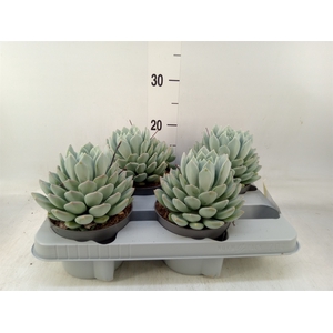 Pachyphytum  'Corvus'
