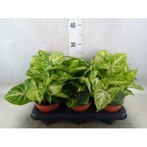 Syngonium  'Arrow'