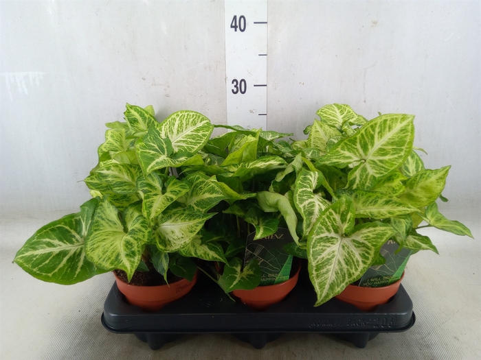 <h4>Syngonium  'Arrow'</h4>