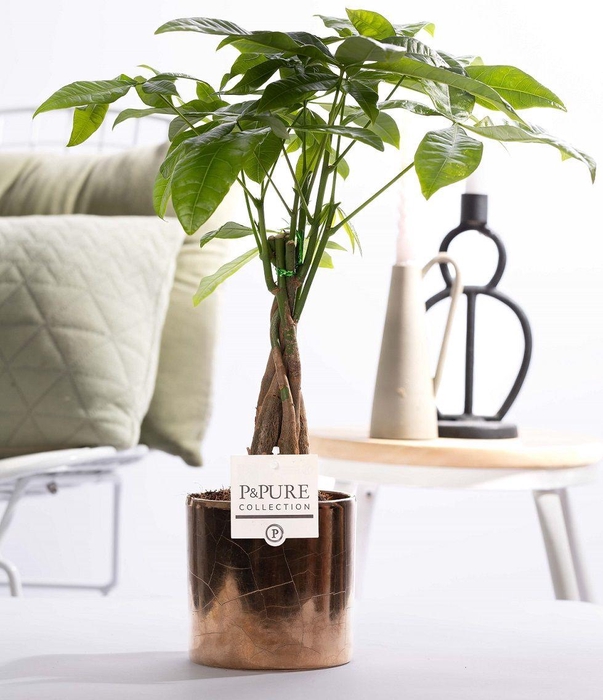 <h4>Pachira Aquatica in P&PURE ceramics Juliette gold bronze</h4>