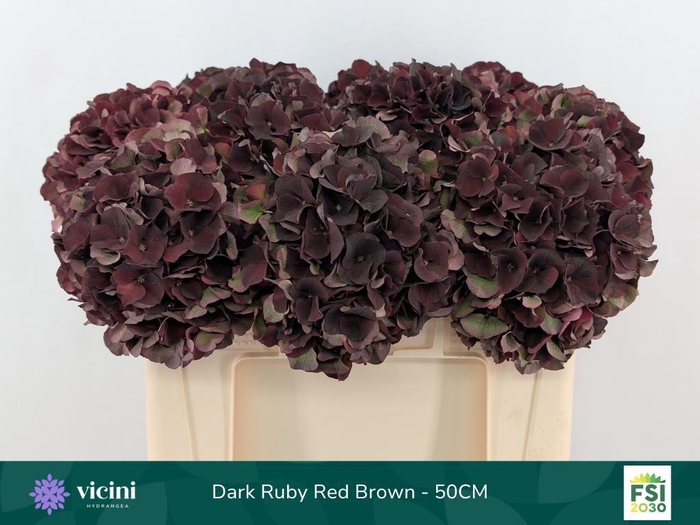 <h4>Hydrangea mag dark ruby classic</h4>