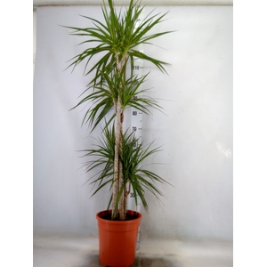 Dracaena marg.