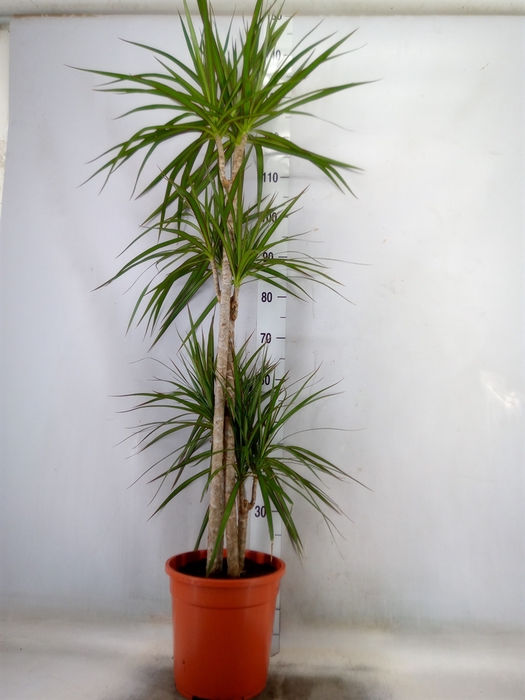 <h4>Dracaena marg.</h4>