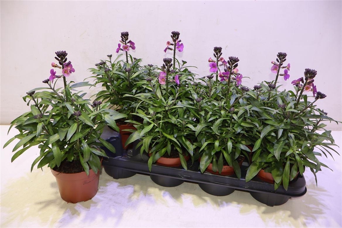 <h4>Erys Linifolium</h4>