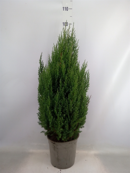 <h4>Juniperus chinensis 'Stricta'</h4>